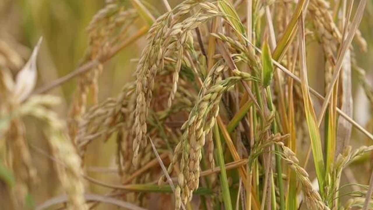 Manyas Barajı çekildi: Karacabey’de çeltik ekimi durduruldu