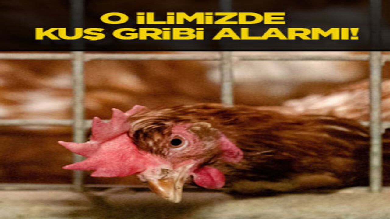 O ilimizde kuş gribi alarmı!