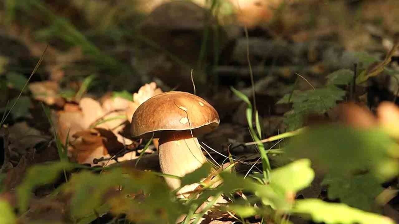 Ormana mantar toplamaya gitti: Bir daha geri dönmedi