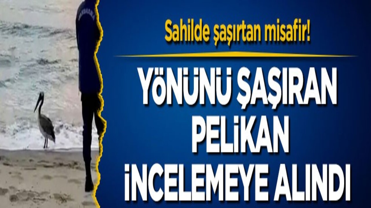 Sahilde şaşırtan misafir! Yönünü şaşıran pelikan incelemeye alındı