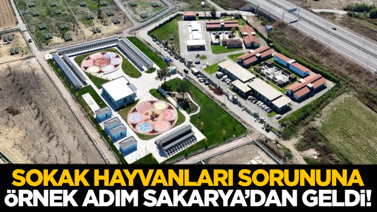 Sokak hayvanları sorununa ilk ve örnek adım Sakarya’dan geldi!