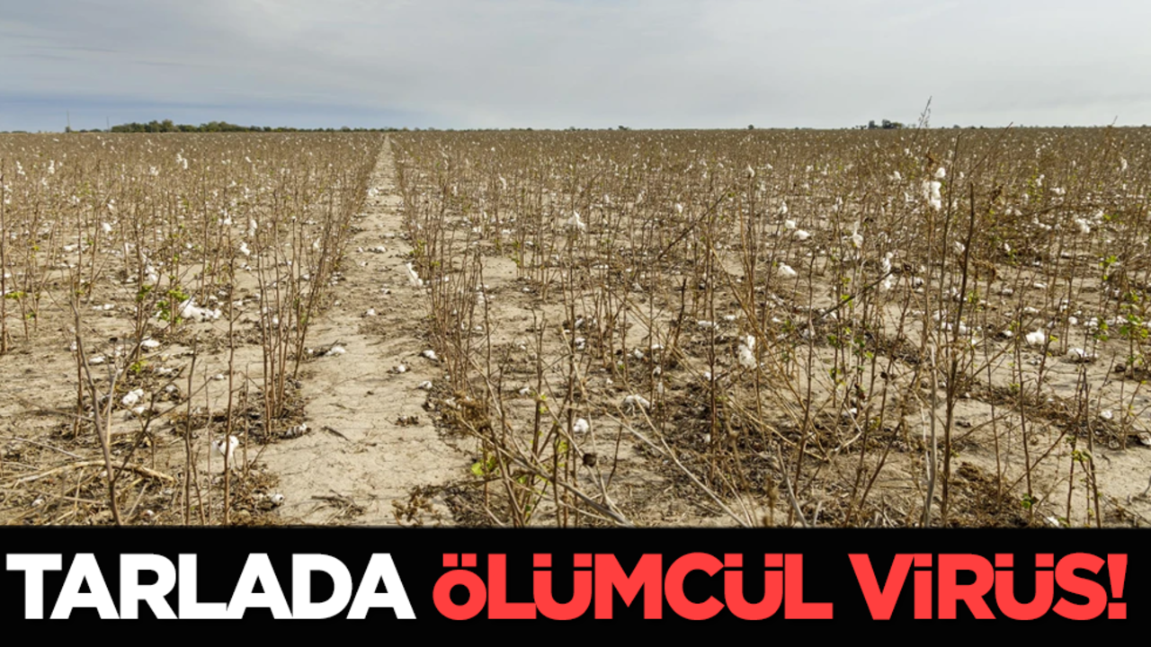 Tarlada ölümcül virüs! Kimse fark etmemiş