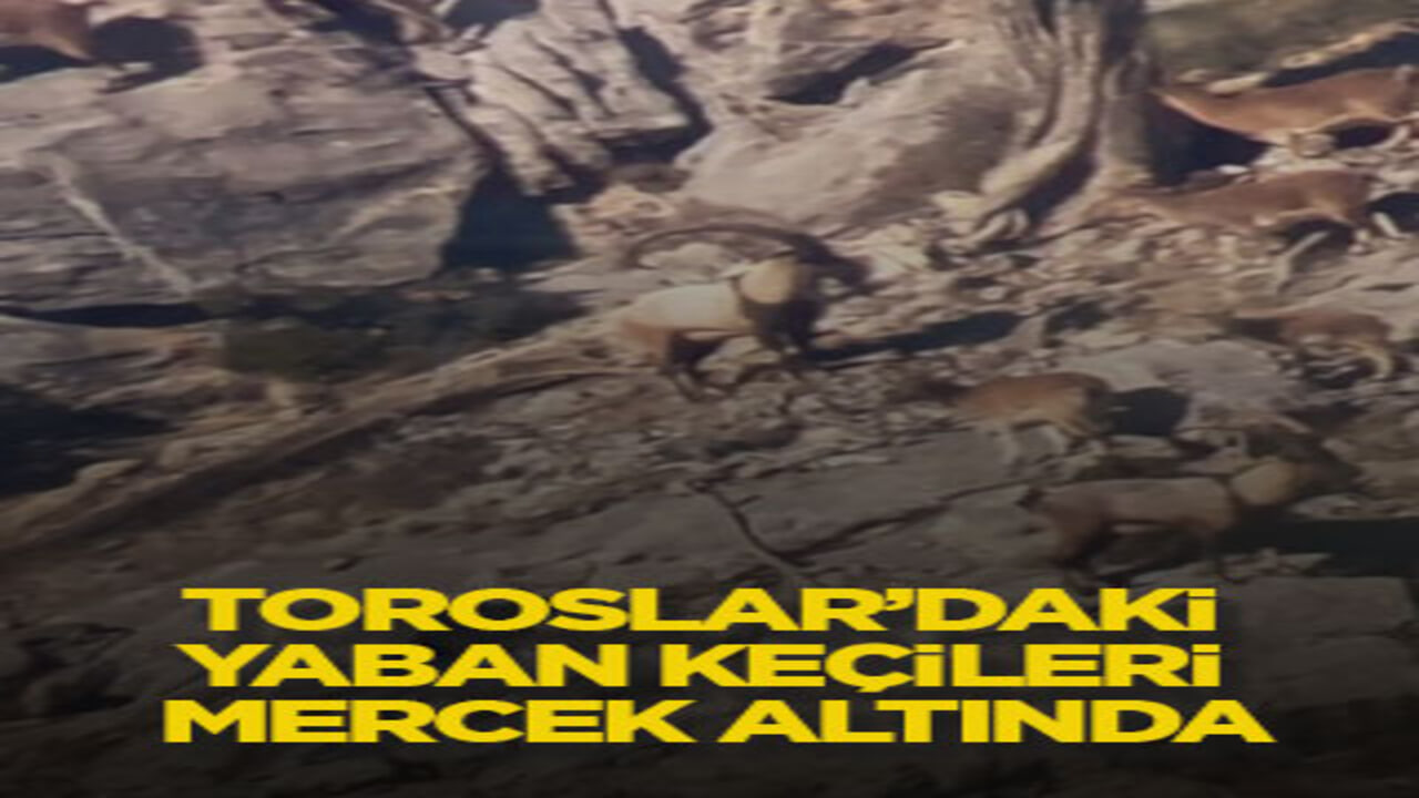 Toroslar’daki yaban keçileri mercek altında