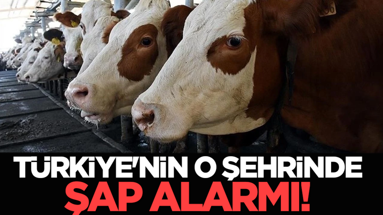 Türkiye'nin o şehrinde şap alarmı!