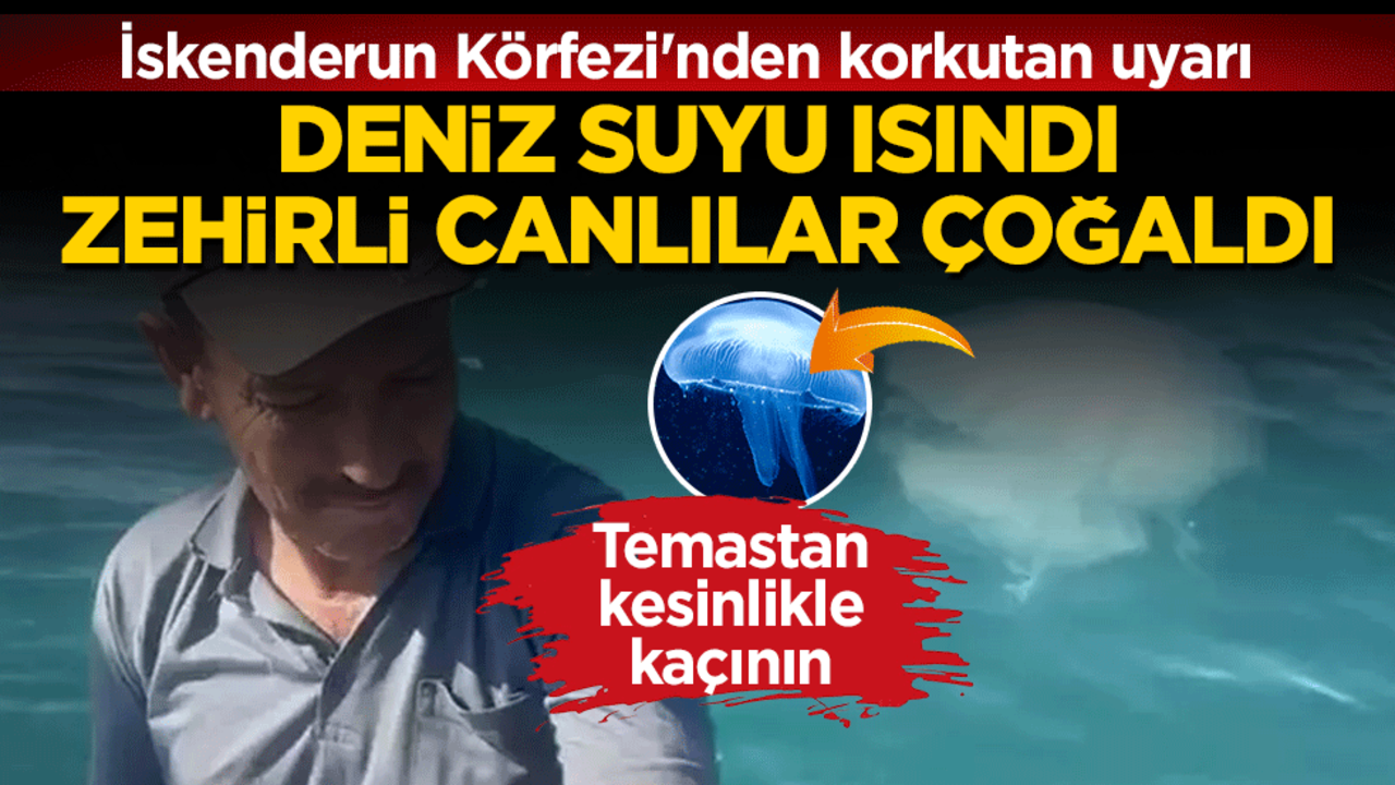 Uzmanlar uyarıyor: Sahile yaklaşan zehirli denizanaları çoğaldı! Temastan kesinlikle kaçının