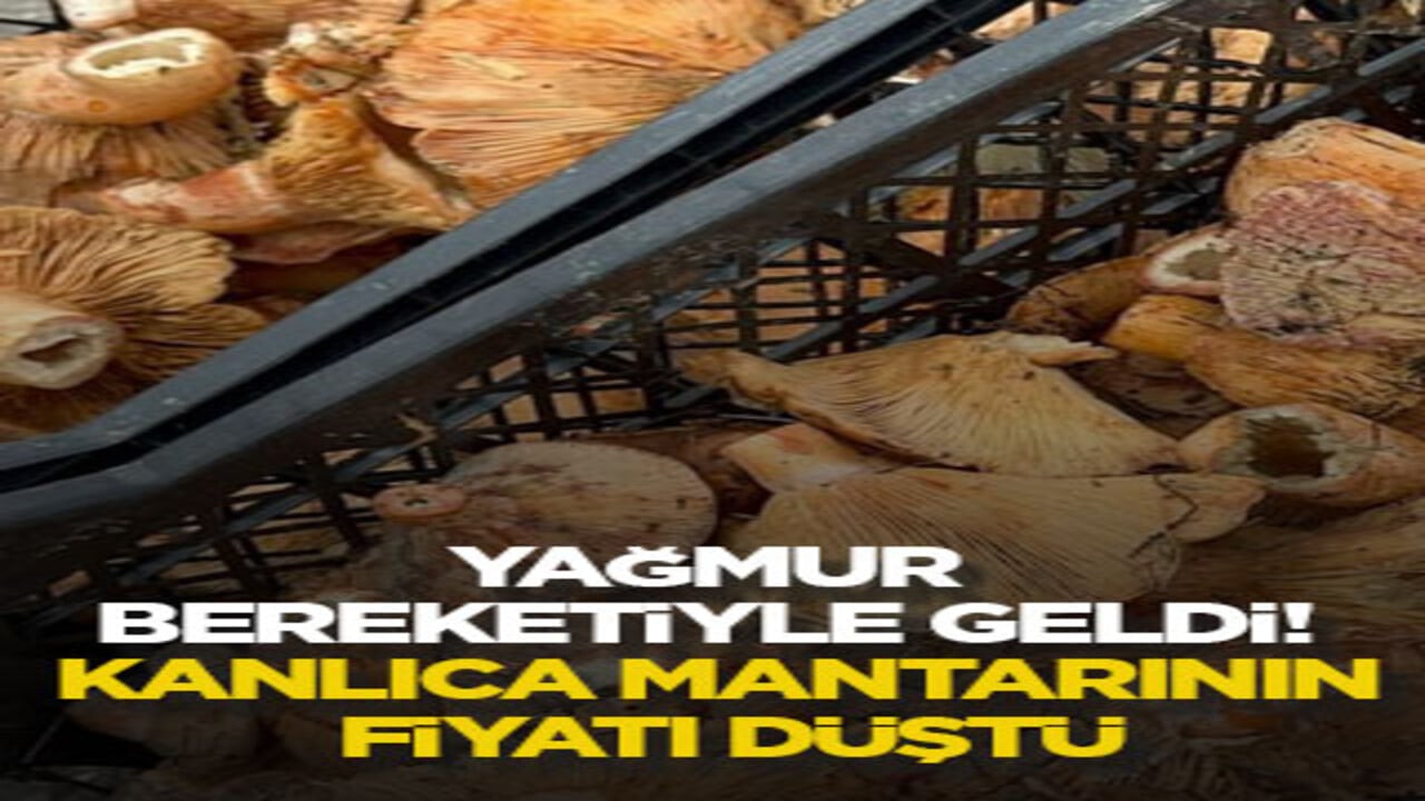 Yağmur bereketiyle geldi! Kanlıca mantarının fiyatı düştü
