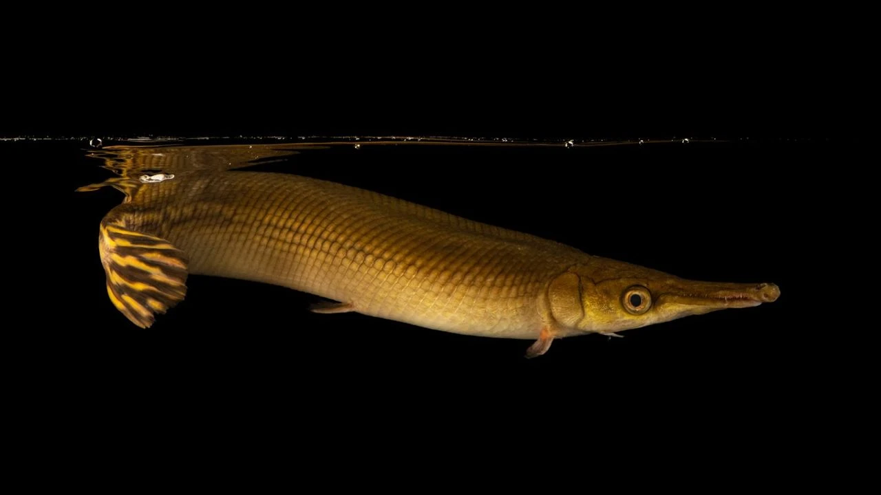 150 Milyon Yıldır Hayatta Olan Balık Türü Yok Oluyor!