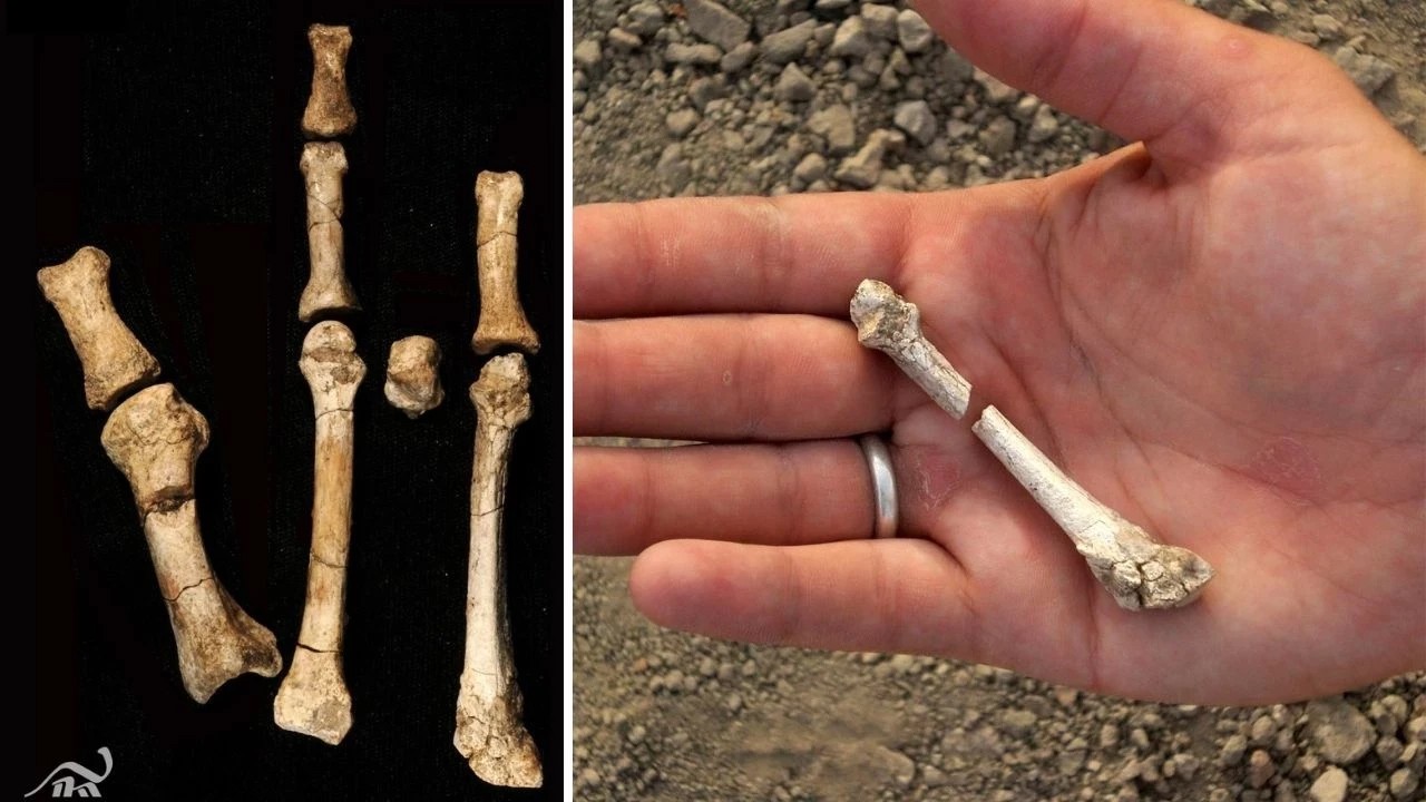 Şaşırtan keşif: 3.4 milyon yıllık ayak fosili: Sahibi kim olduğu ortaya çıktı! Doğal olmayan türü keşfettiler...