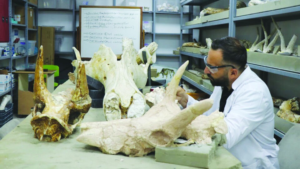 7.7 milyon yıllık 3 fil kafatası bulundu