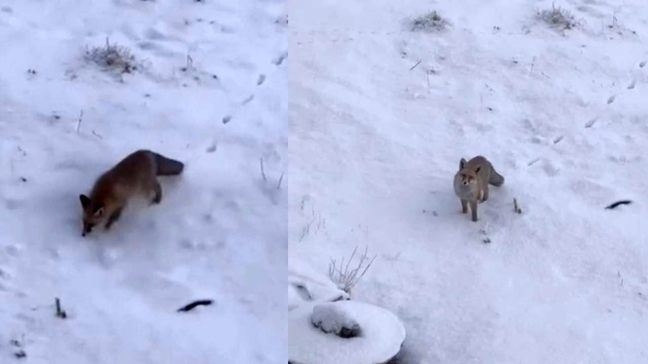 Aç kalan tilkiler şehir merkezine indi