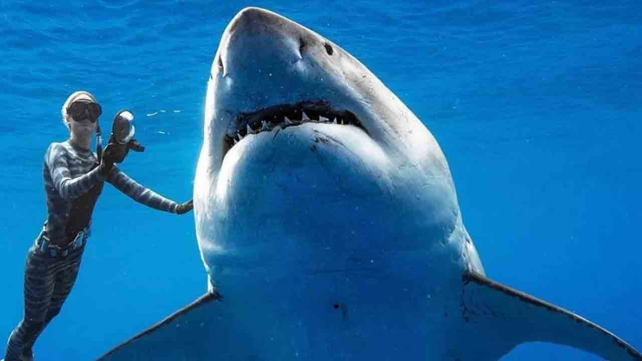 Akdeniz büyük beyazı kaybediyor: Yasa dışı av son darbeyi vuruyor