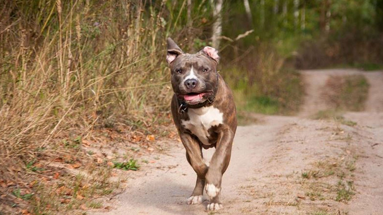 Ankara’da dehşet! Pitbull küçük Efe'nin yüzünü parçaladı