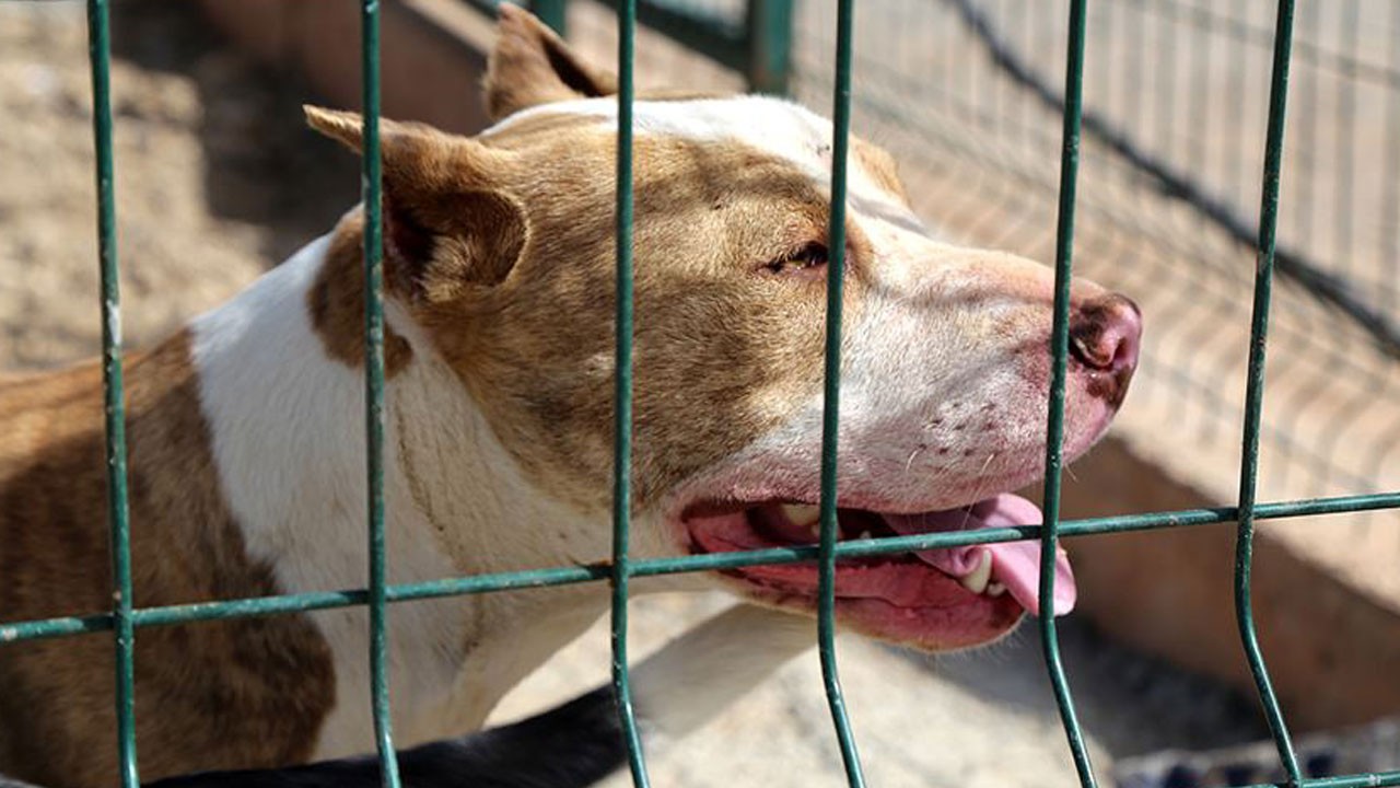 Ankara'da pitbull dehşeti! 12 kez şikayet edildi, kimse durduramadı