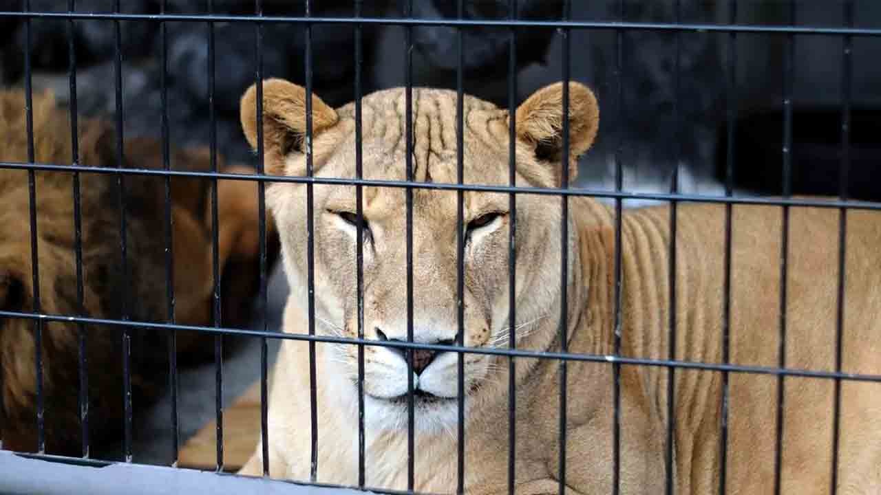 Aslan terbiyecisi olma hayali feci bitti: Genç kafese girdi hayatını kaybetti