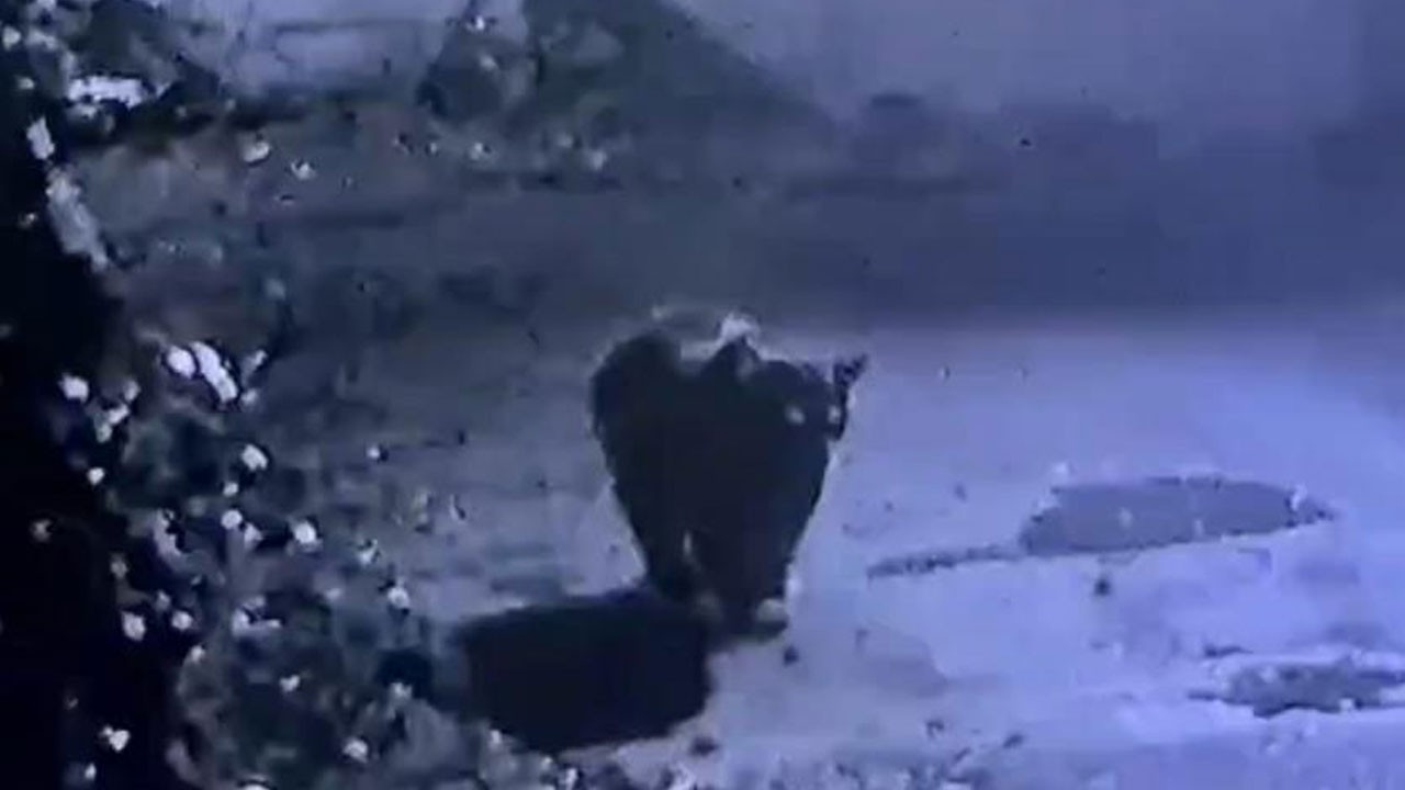 Avcıların yakalayamadığı ayı, güvenlik kamerasına yakalandı