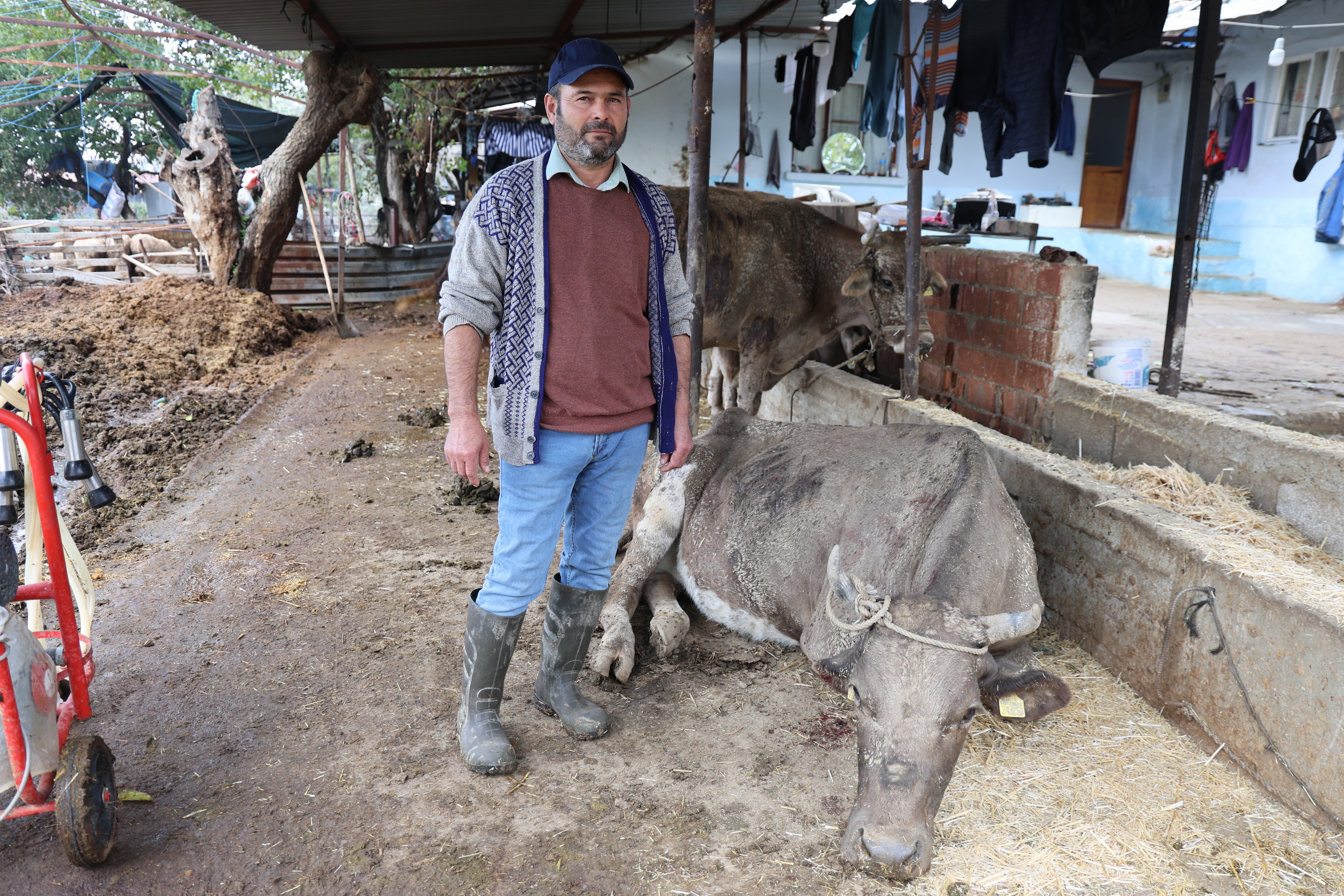 Aydın’da dere taştı! Hayvanlar sele kapıldı, mahalle çamur deryasına döndü