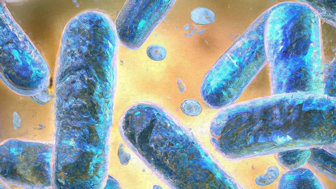 Bağışıklığın gizli silahı: Yaşlanan dokuları avlayan hücreler keşfedildi