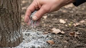 Bahçıvanların sırrı ortaya çıktı! Ağaçların dibine…