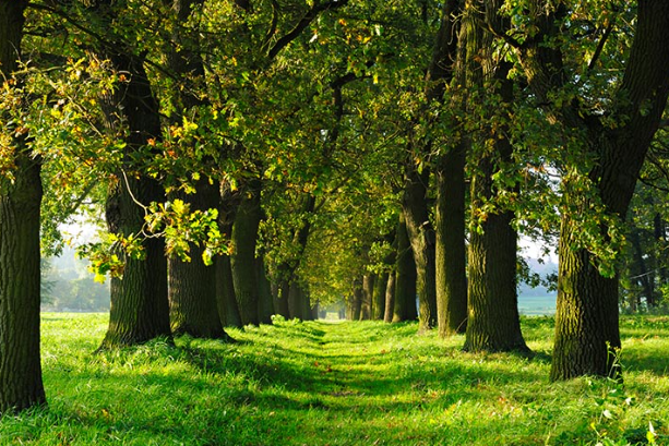 Bakan Kurum: Yeşil vatan! Geleceğe nefes oluyoruz