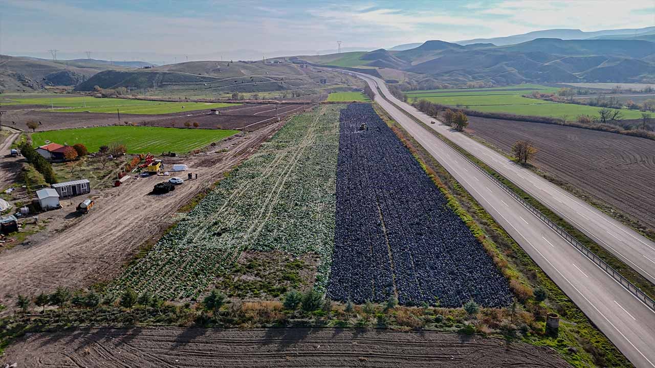 Beypazarı’nda mor lahana bereketi! Hasat neredeyse tamam