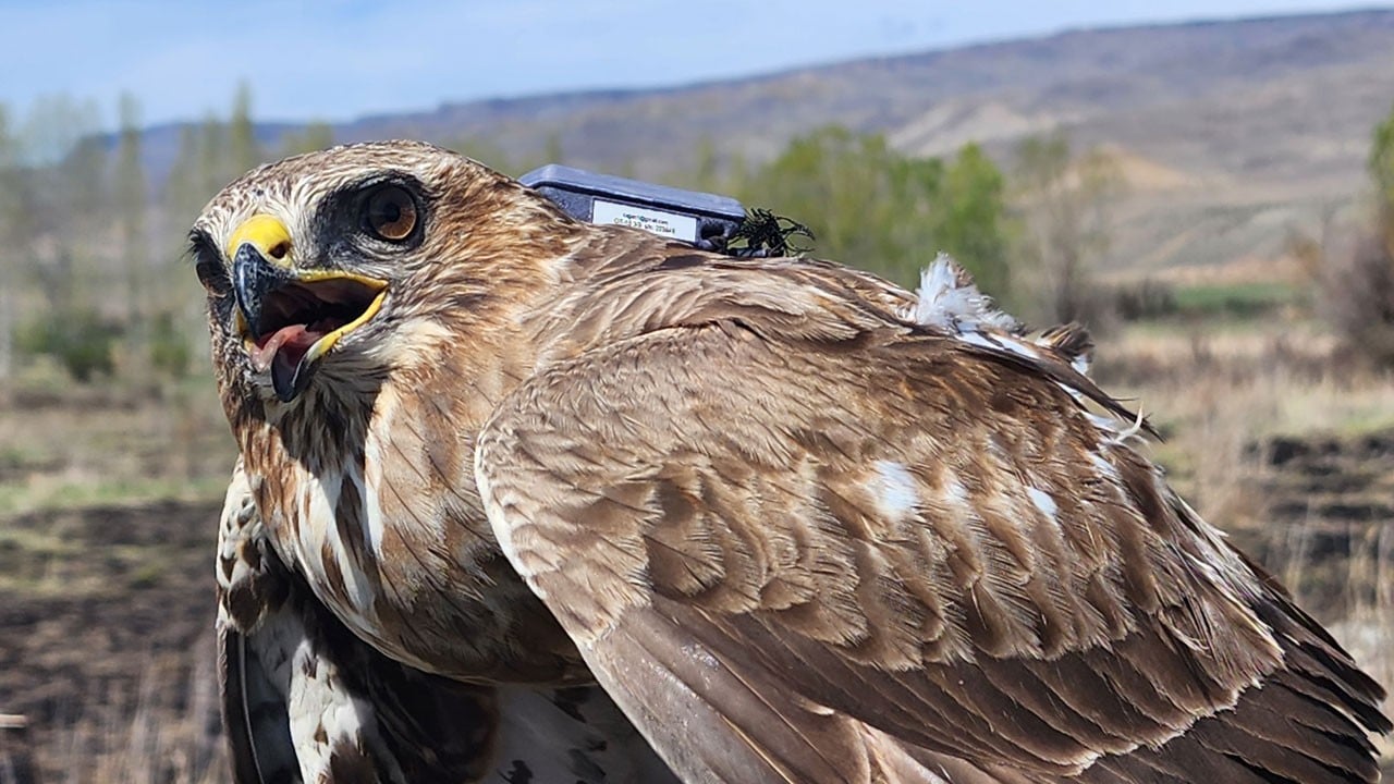 Bozkır şahini 28 ülke gezdi! Iğdır’dan Afrika’ya 103 bin kilometrelik yolculuk