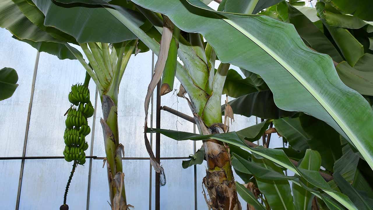 Bozyazı’da gece baskını! Muzdan sonra avokadolar da çalındı