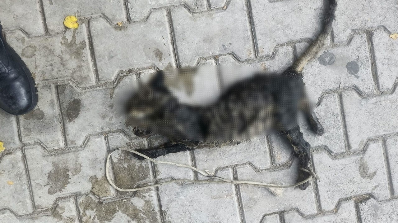 Bu nasıl vicdan! Kediye işkence ettiler