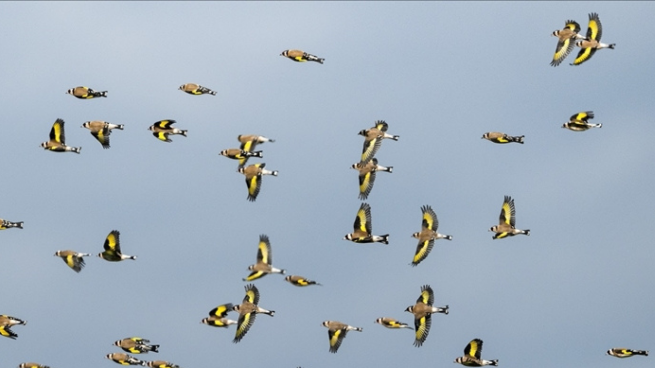 Bursa kırsalında görsel şölen: Saka kuşları sürüler halinde görüntülendi