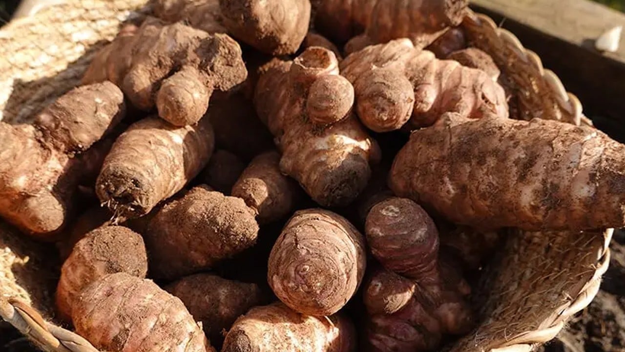 Canan Karatay'ın kalp ve şeker hastalarına önerdiği kasım sebzesi yer elması faydalı...