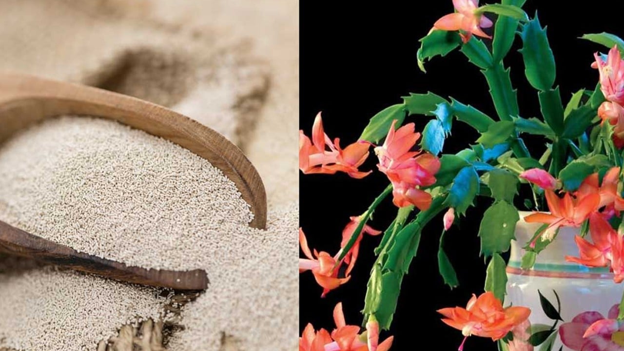 Çiçek coşturan kuru maya: Saatler içinde çiçekler güzel olsun isteyenler... O bilgiler, kullanımı bakın ne!