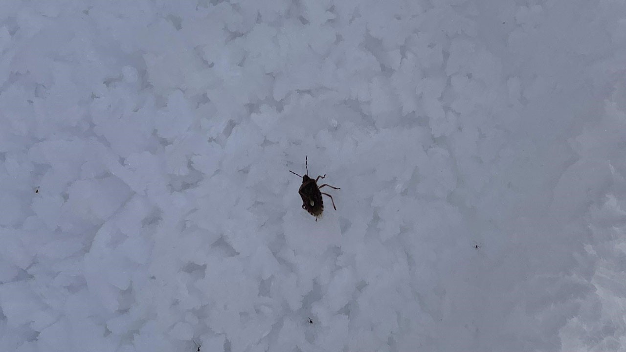 Dağ zirvesinde inanılmaz olay! 2 bin 884 metrede istilacı böcek görüldü