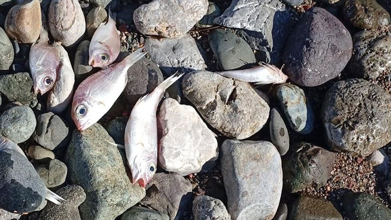 Datça sahilinde endişe veren görüntü!