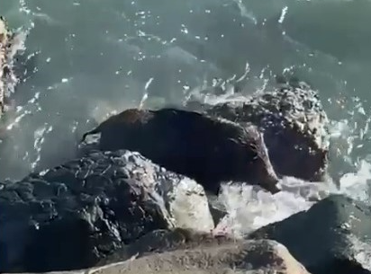 Denize giren yaban domuzu Orduluları şaşırttı