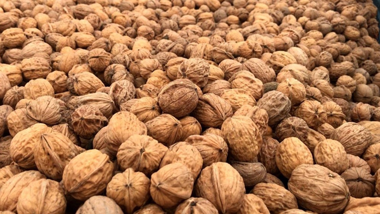 Doğanın gizli bahçıvanları iş başında! Kargaların unuttuğu cevizler ormana dönüştü