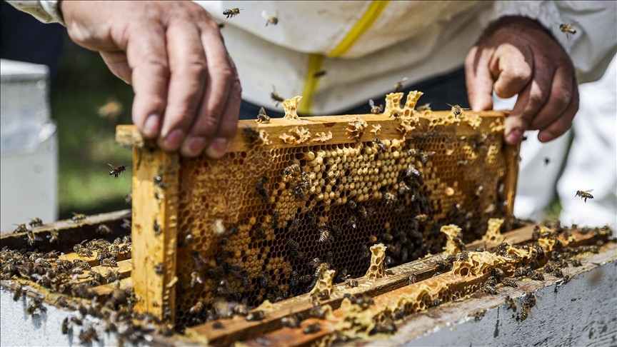 Doğu Karadeniz’den rekor bal ihracatı