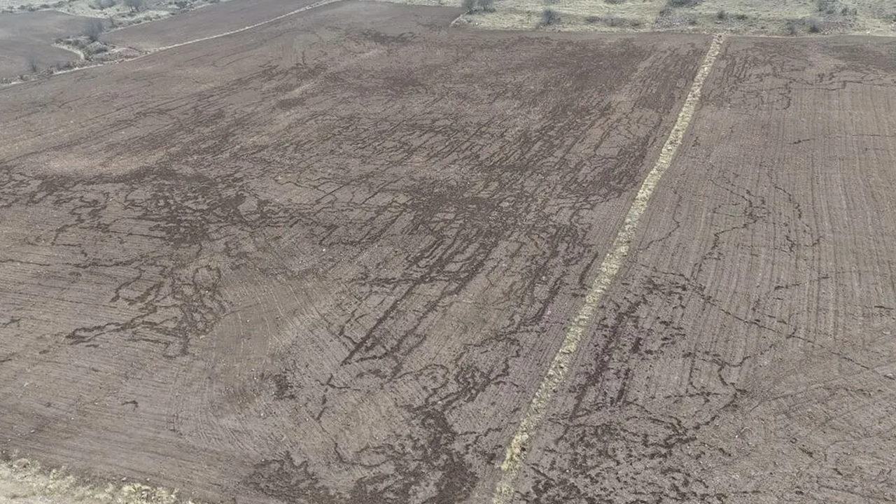 Domuzlar tarlaları talan etti!