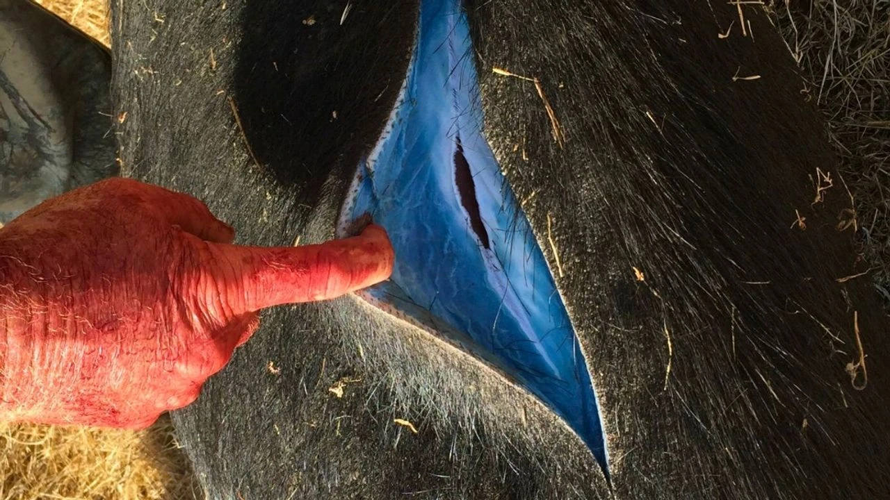 Domuzların rengi mavi oldu, bölgede alarm verildi!