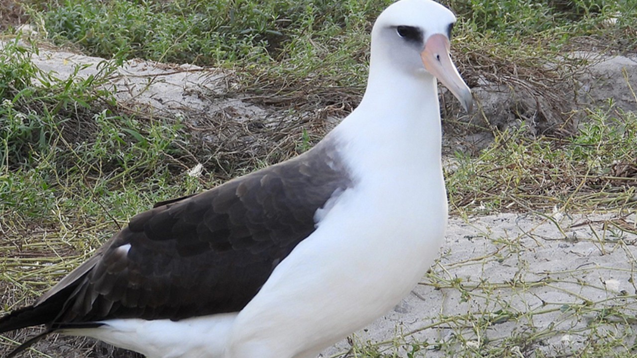 Dünyanın en yaşlı kuşu olarak tarihe geçti: Kuş geri döndü! görüntüleri, hayatı her sene ilgi görüyor 