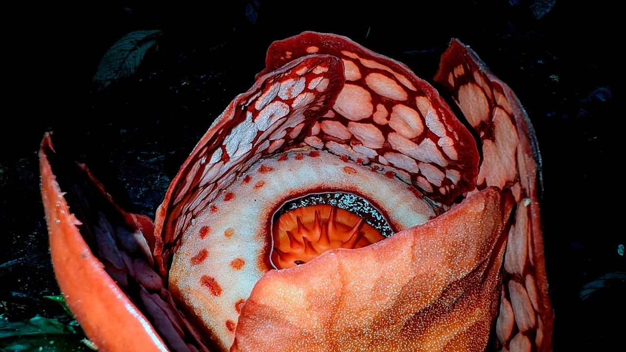 Dünyanın en nadir çiçeği keşfedildi!