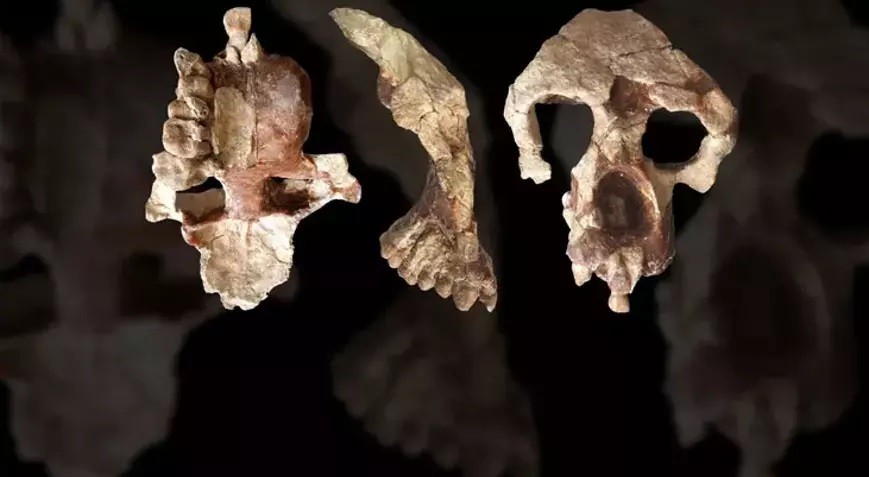 Fas’ta insanlık tarihini değiştiren keşif: 773 bin yıllık fosiller gün yüzüne çıktı!