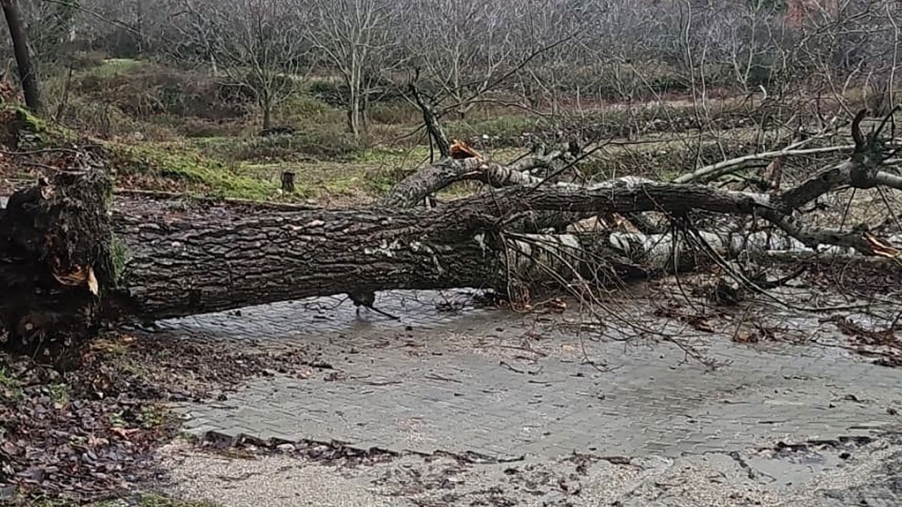 Fırtına asırlık ağacı devirdi! Ulaşım durdu