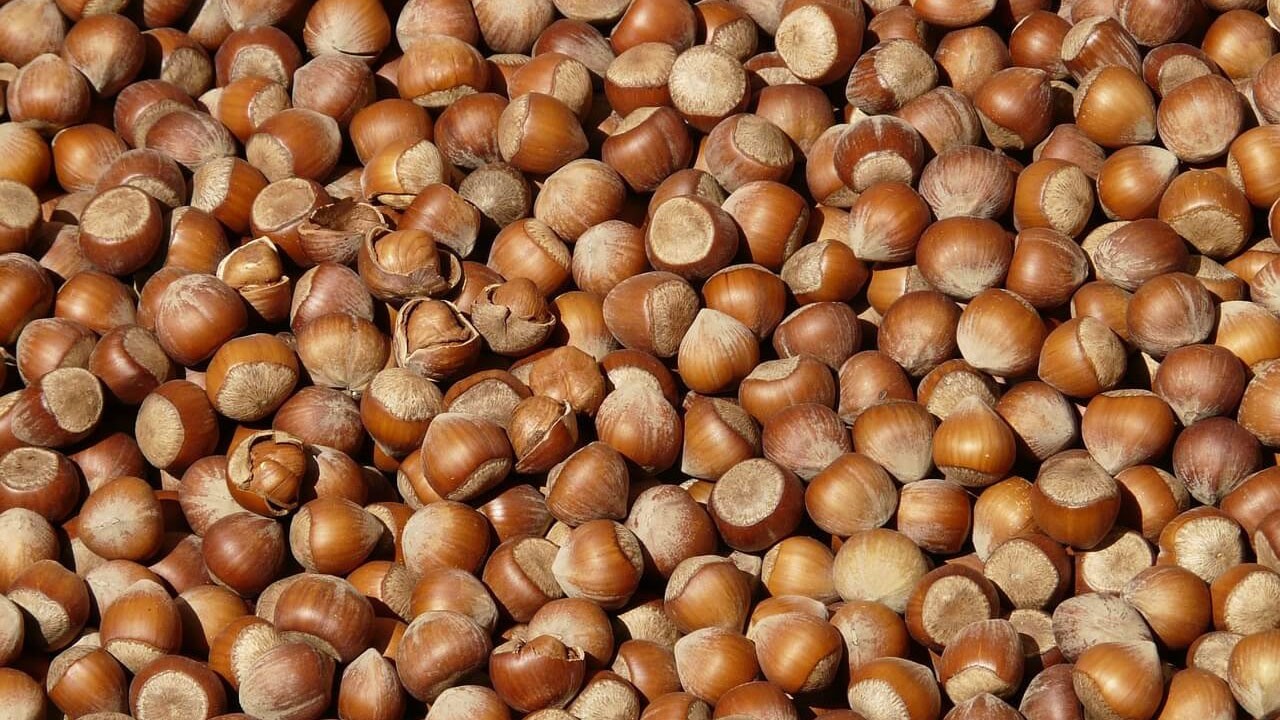 Giresun’da fındık fiyatı yükseldi