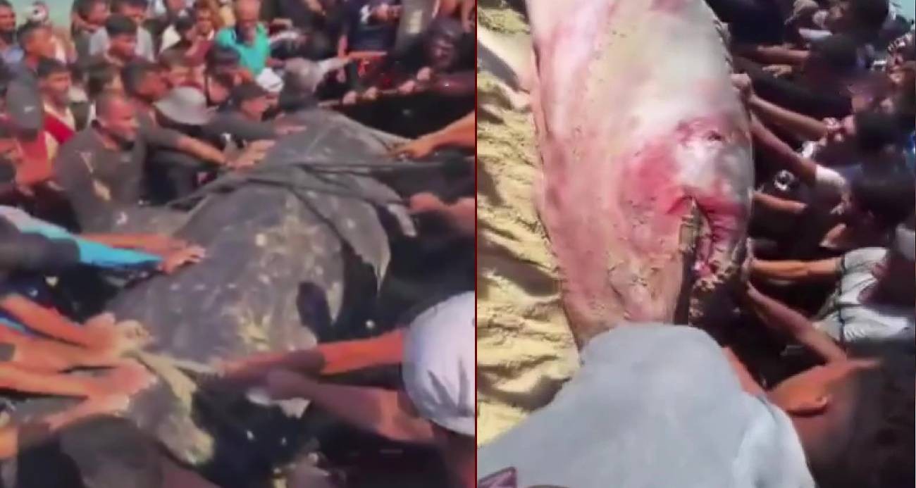 Han Yunus sahillerine dev balık vurdu: Gazzeliler sevince boğuldu