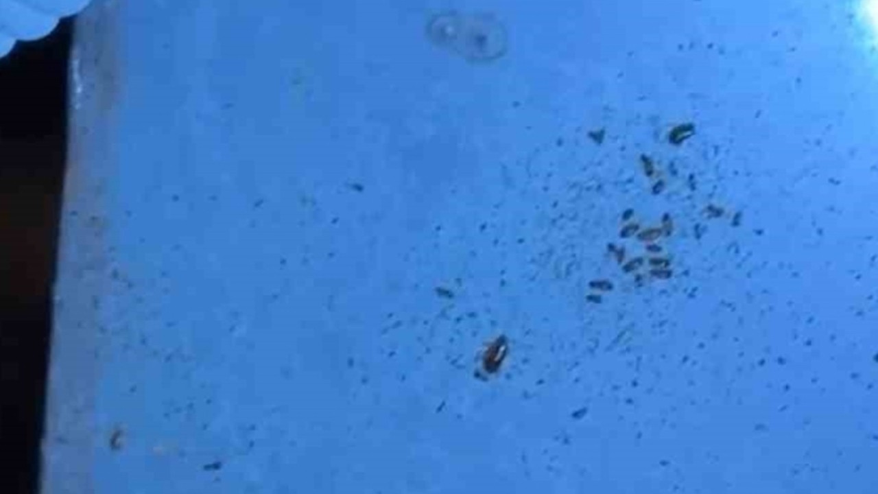 Hatay'da Büyük skandal! Böcek yuvaları ve açık dondurma: Felaketin boyutunu gözler önüne serdi