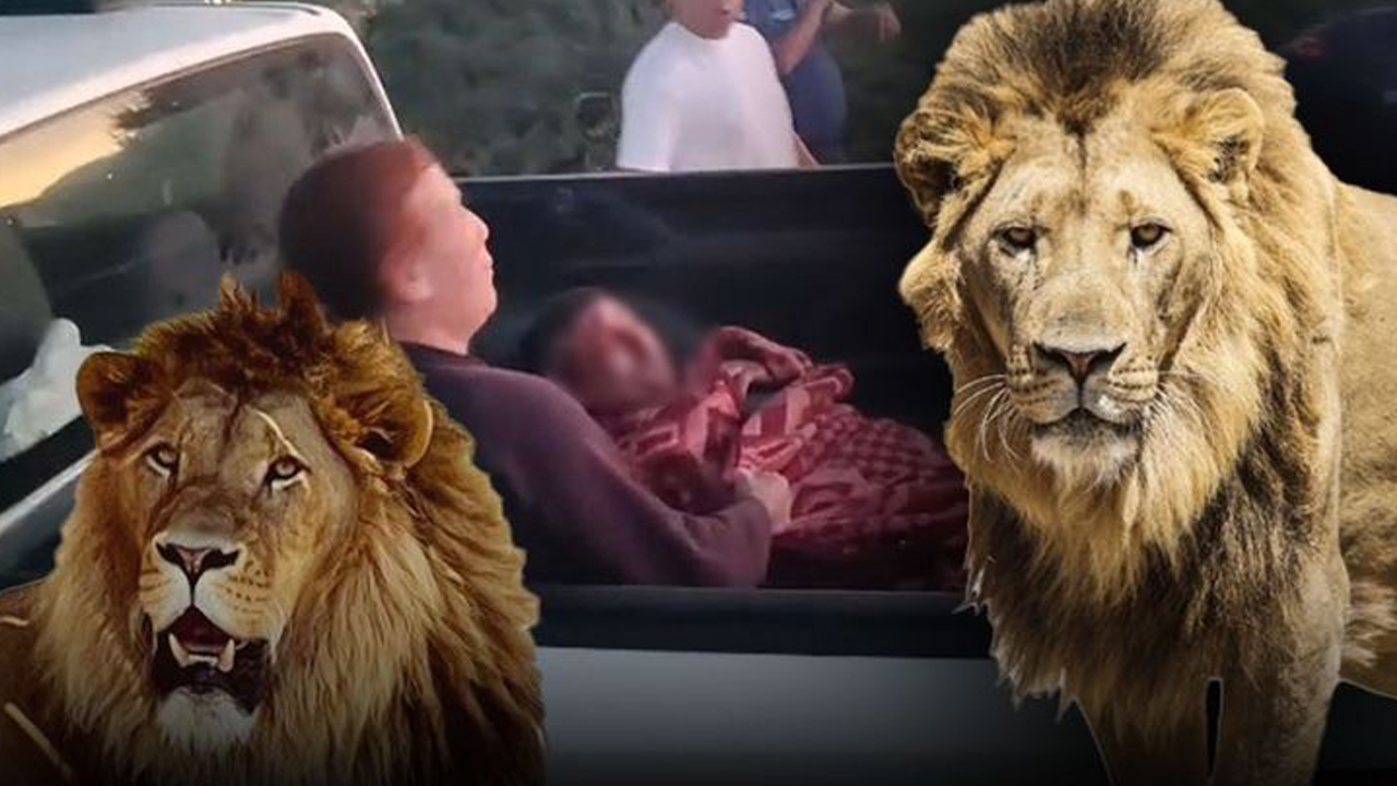 Hayvanat bahçesindeki aslan 9 yaşındaki çocuğa saldırdı