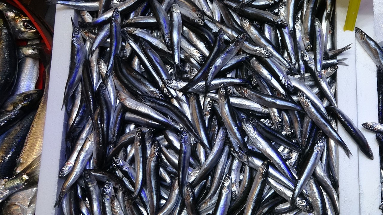 İhracatta Belçika ilk sırada! Türk hamsisi rotayı Avrupa’ya çevirdi