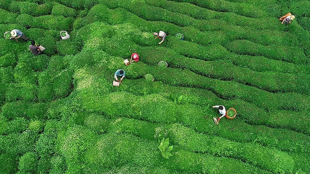 İklim değişikliğine karşı yeni hamle! Rize'nin yağmuru dünyada kuraklığı bitirebilir