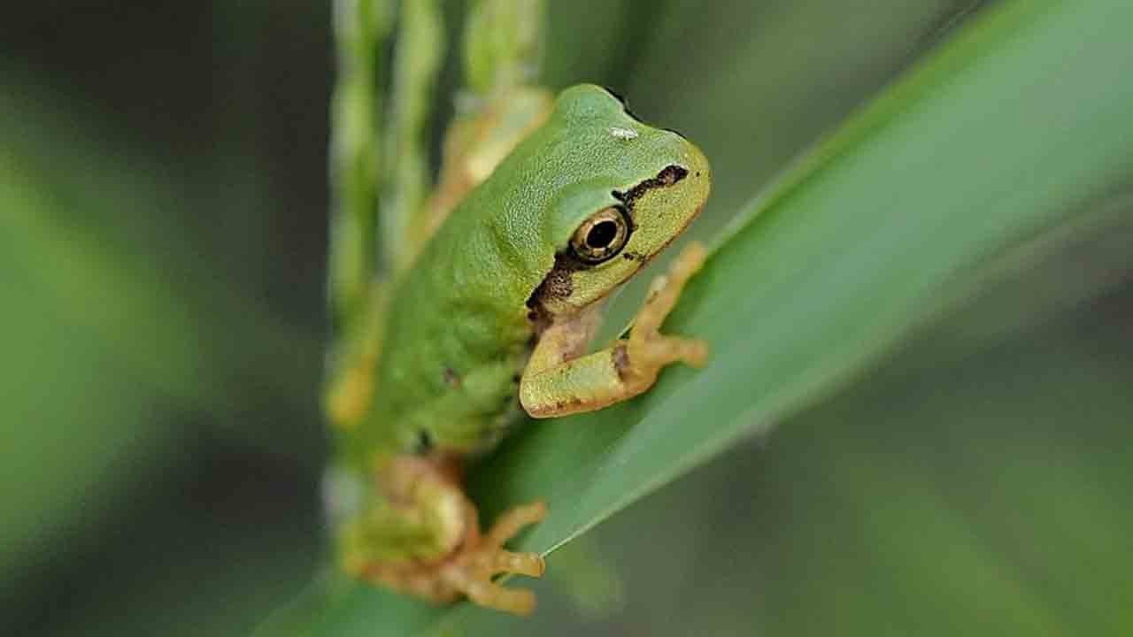 Japonlar buldu: Kanserin ilacı kurbağa