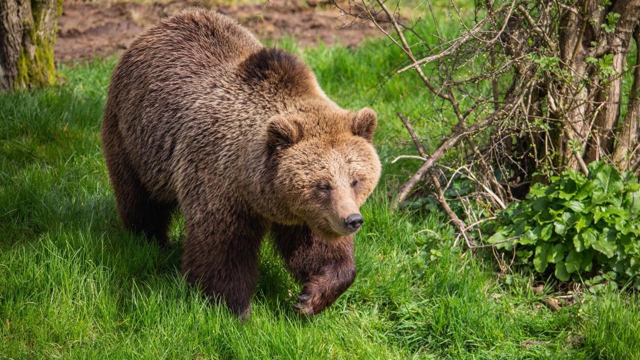 Japonya, artan ayı saldırılarına karşı ek bütçe teklifi sunacak