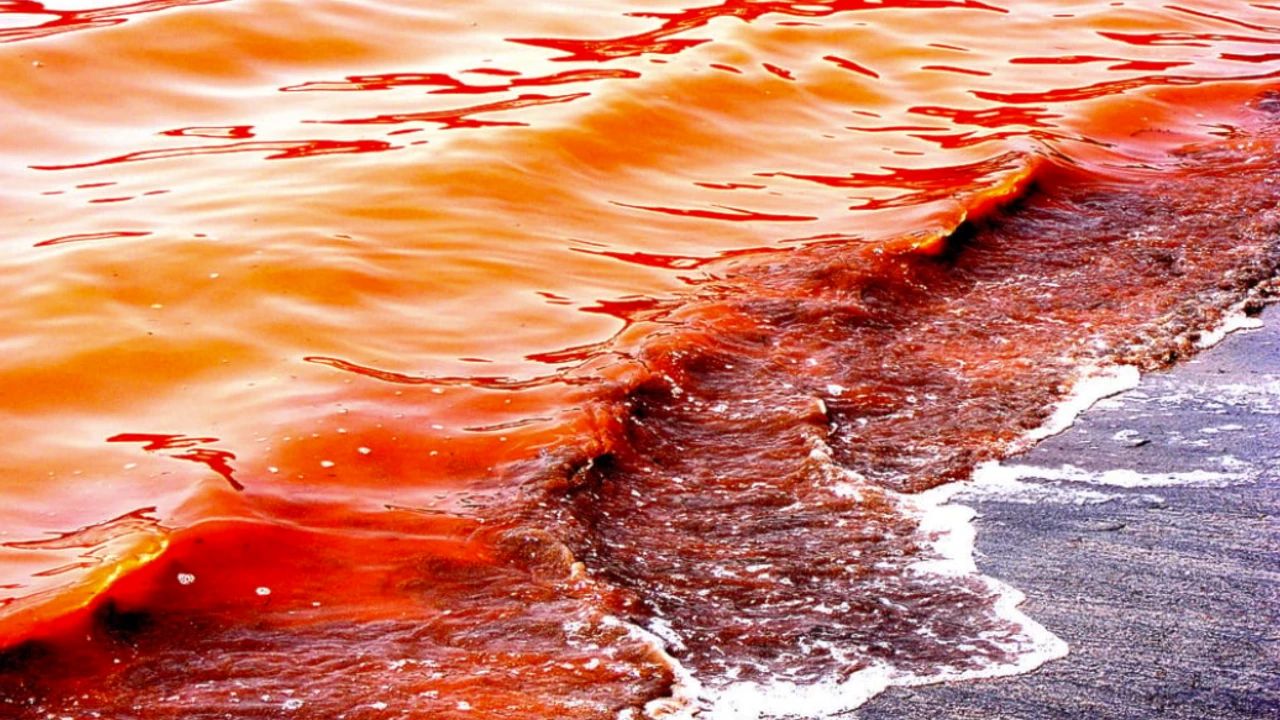 Kanlı okyanus uyarısı: Kıpkırmızı olacak!